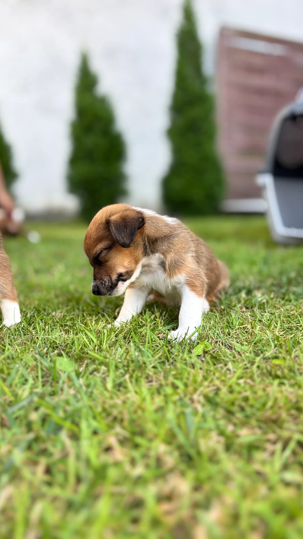 AYLA, Mixed Breed for adoption at Fundacja Głosem Zwierząt, Polska
