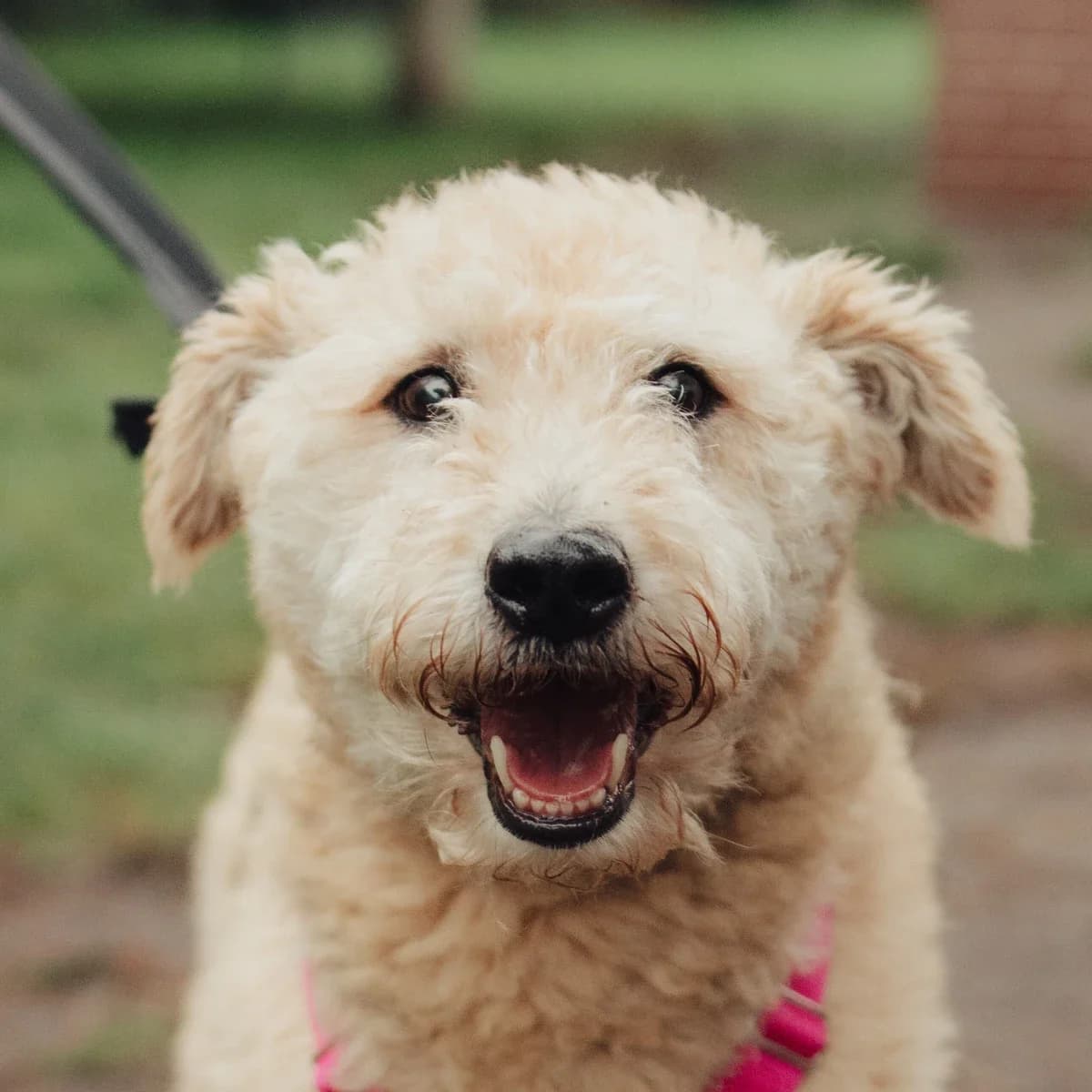 Pola, female Mixed Breed for adoption at GRUPA RATUJ Wrocław