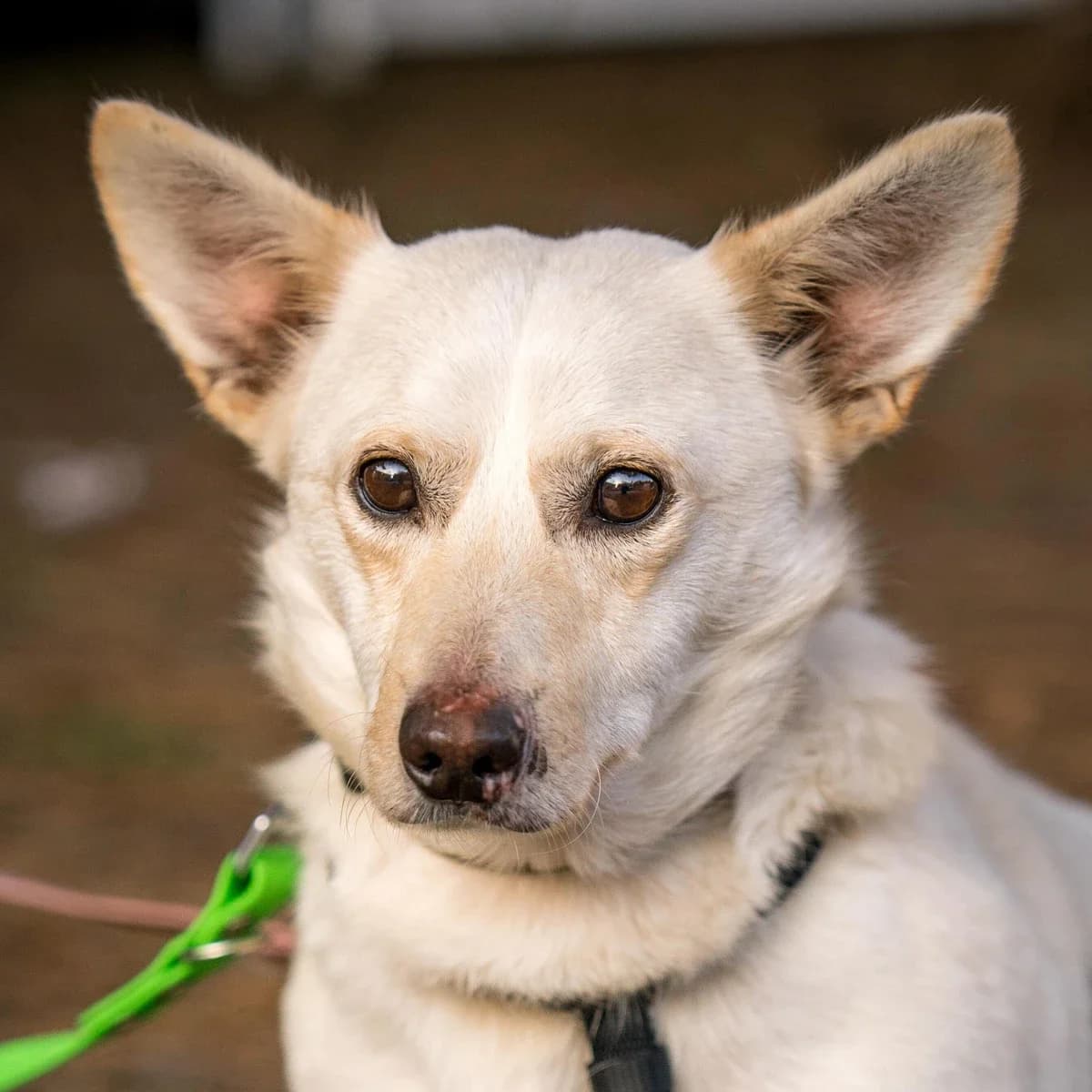 Maniek, male Mixed Breed for adoption at GRUPA RATUJ Wrocław
