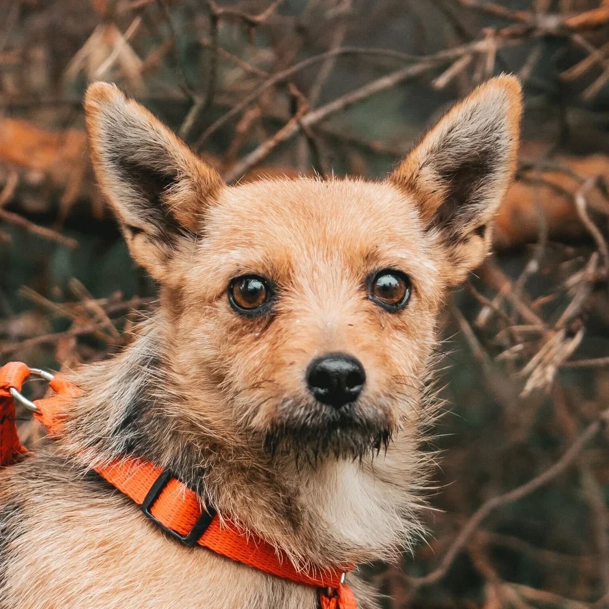 Kasztanka, female Mixed Breed for adoption at GRUPA RATUJ Wrocław