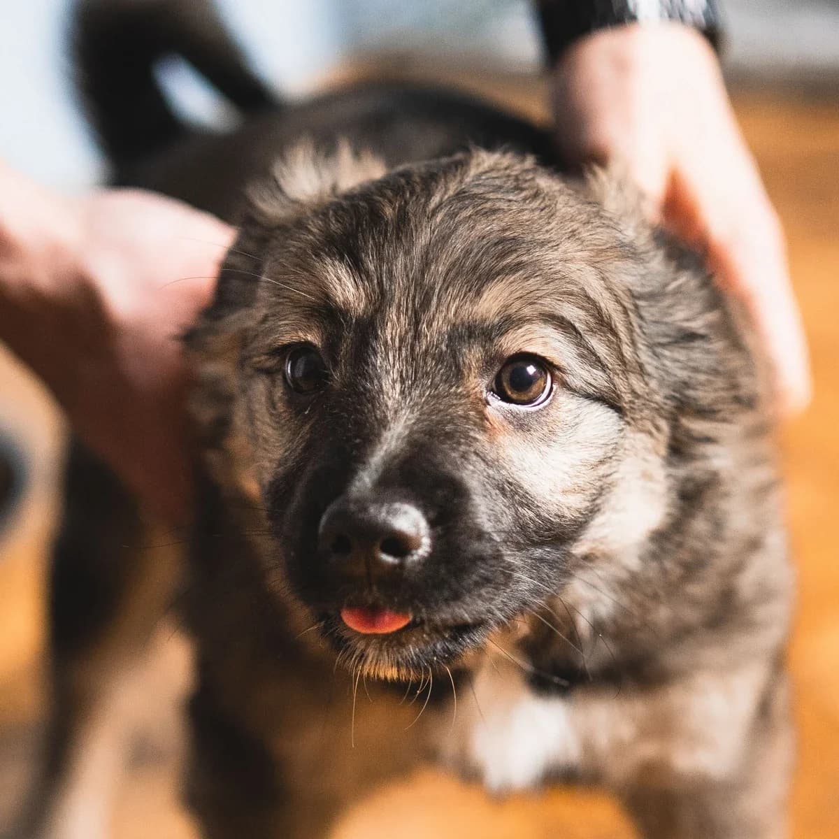 Wiara i Miłość, female puppy Mixed Breed for adoption at GRUPA RATUJ Wrocław