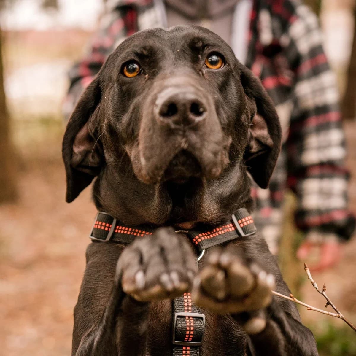 Leila, female Mixed Breed for adoption at GRUPA RATUJ Wrocław