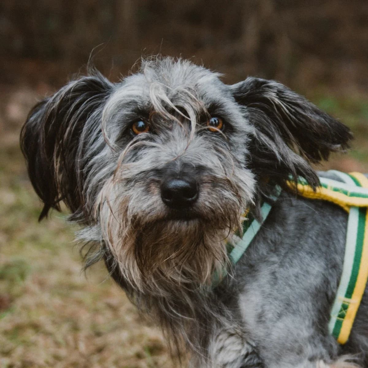 Gratis, male Mixed Breed for adoption at GRUPA RATUJ Wrocław
