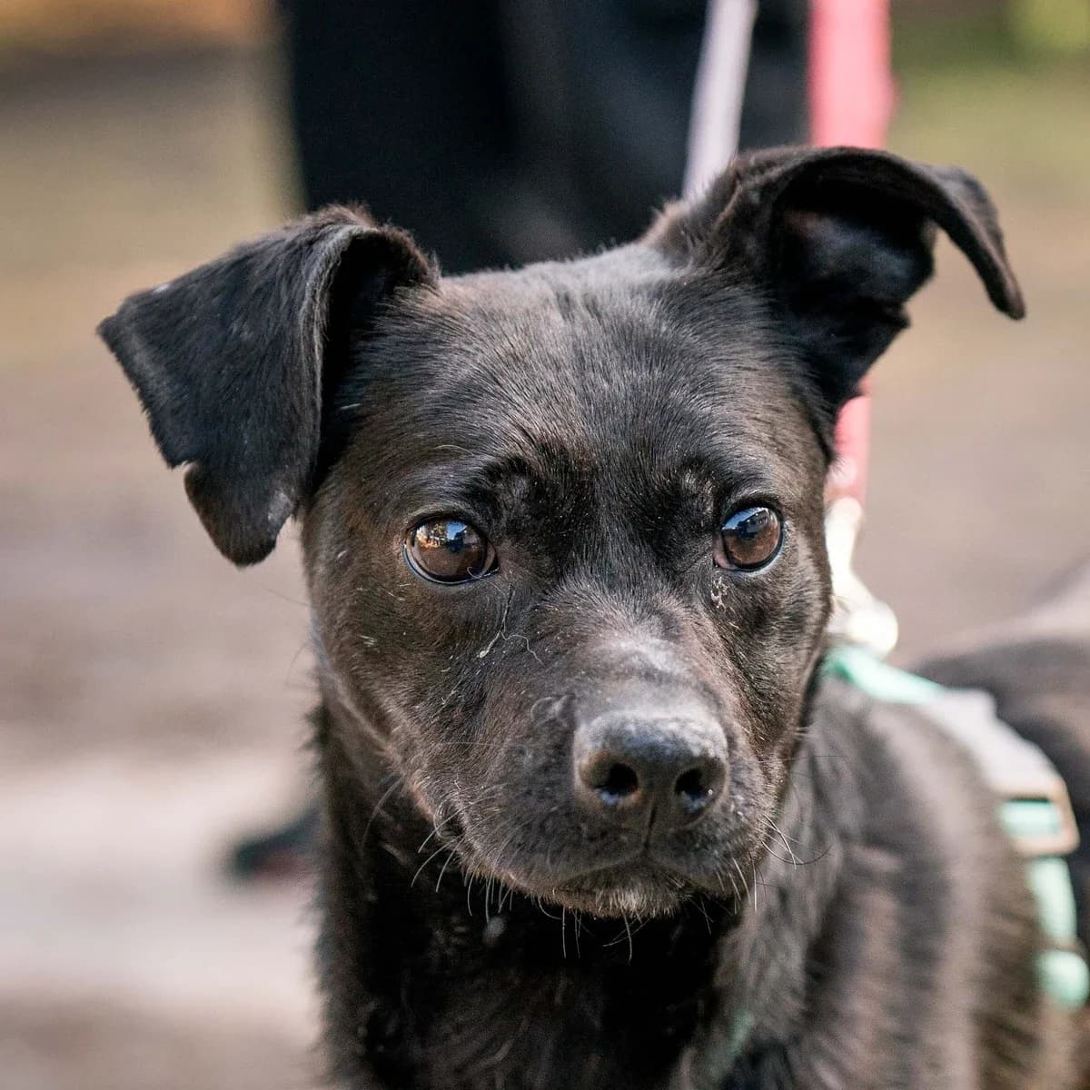 Zimno, male 3yo Mixed Breed for adoption at GRUPA RATUJ Wrocław
