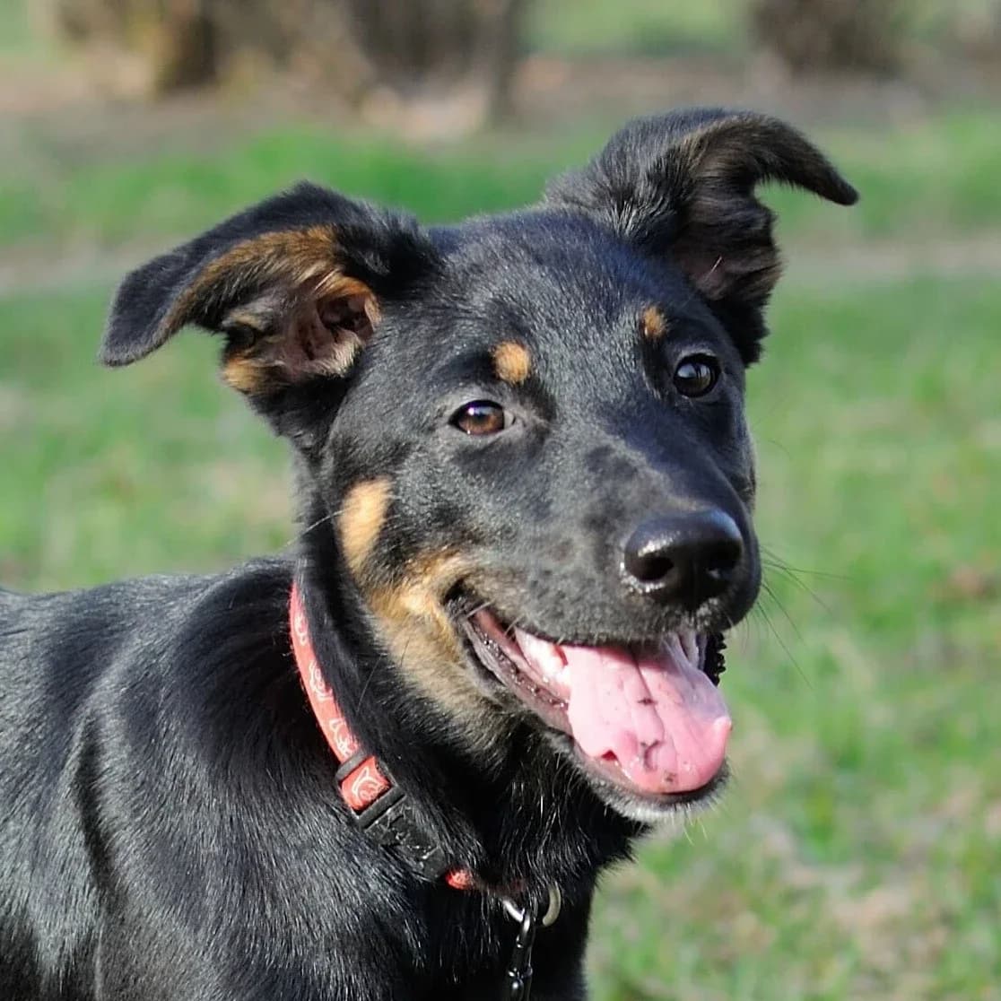 Wiara, female puppy Mixed Breed for adoption at GRUPA RATUJ Wrocław