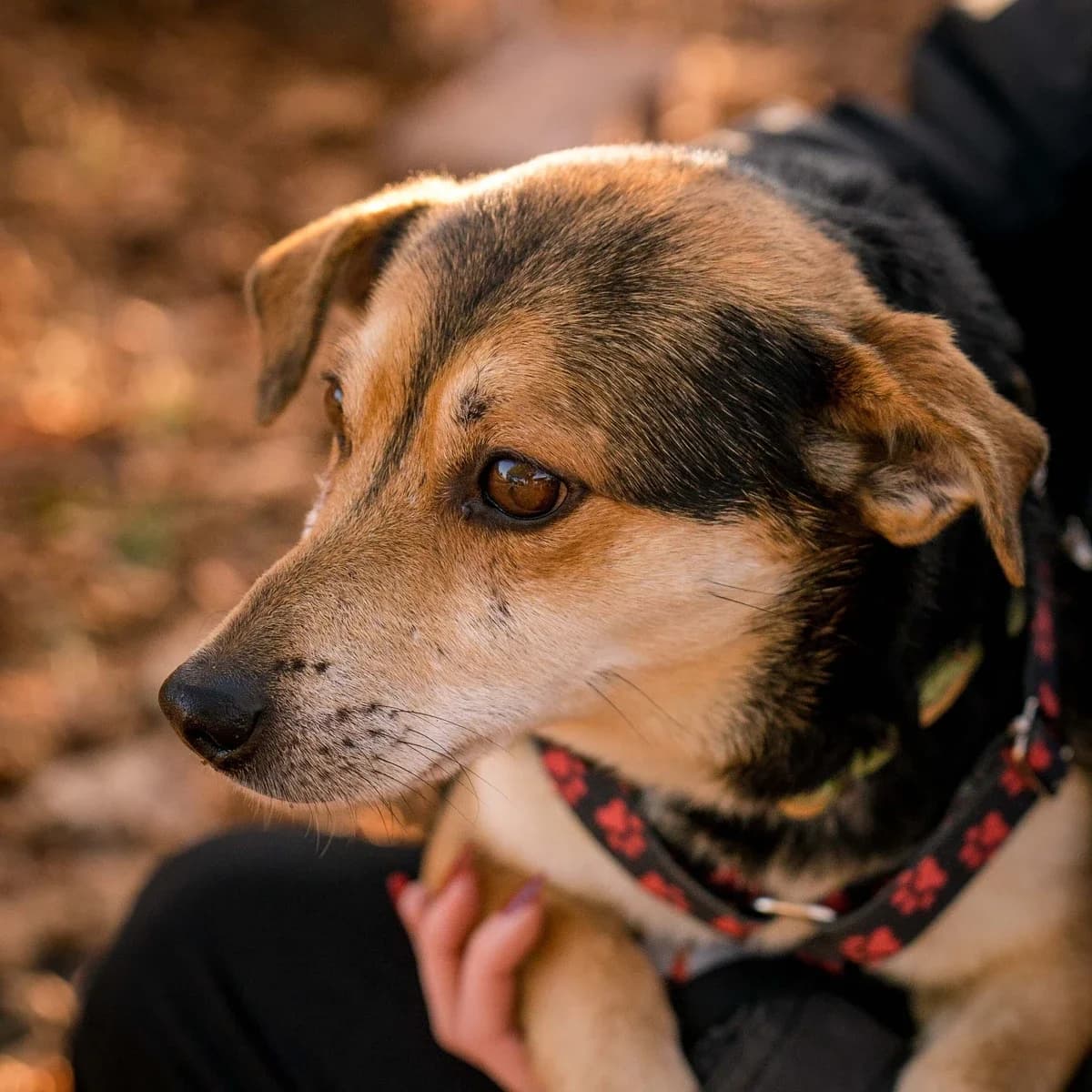 Mahoń, male Mixed Breed for adoption at GRUPA RATUJ Wrocław