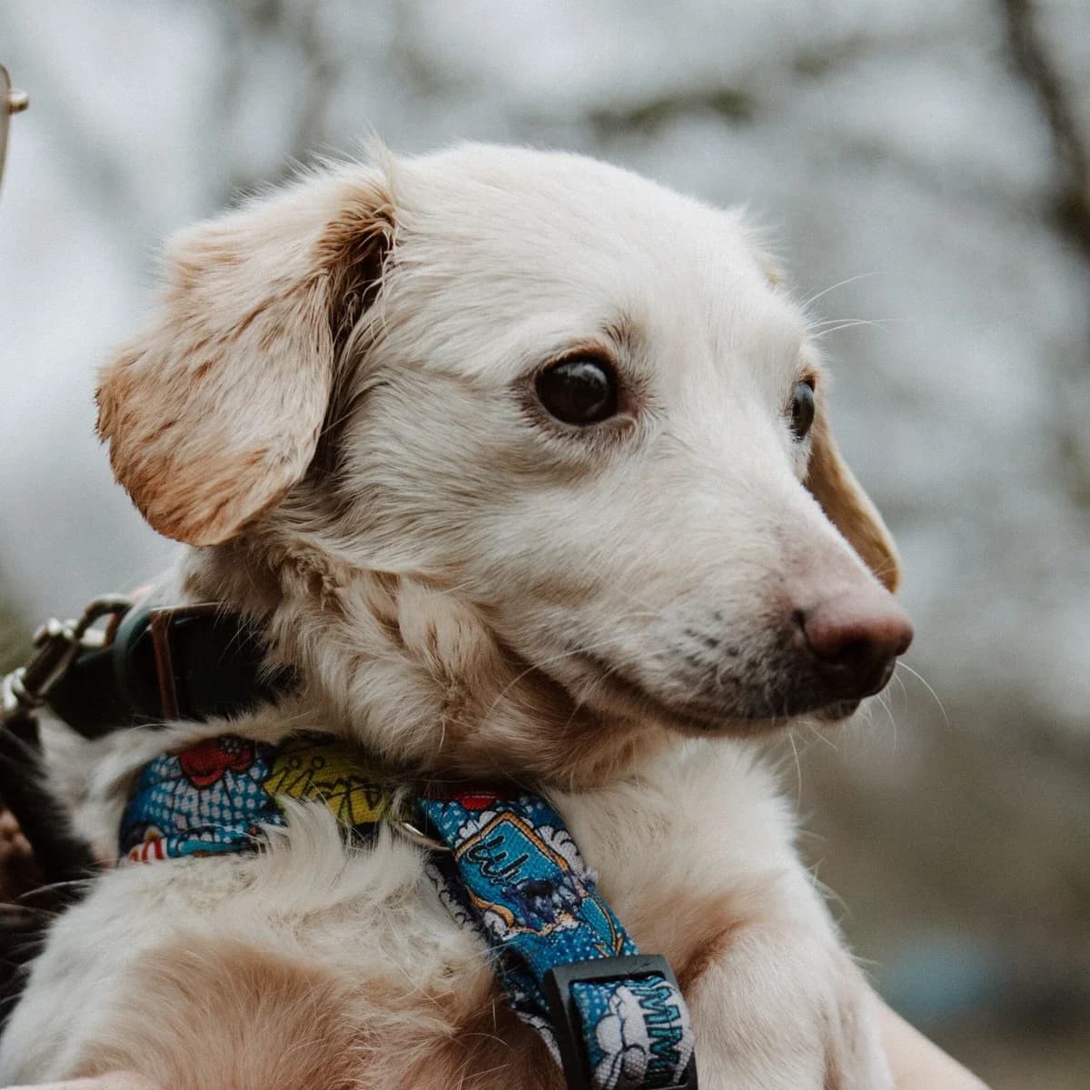Nela, female Mixed Breed for adoption at GRUPA RATUJ Wrocław