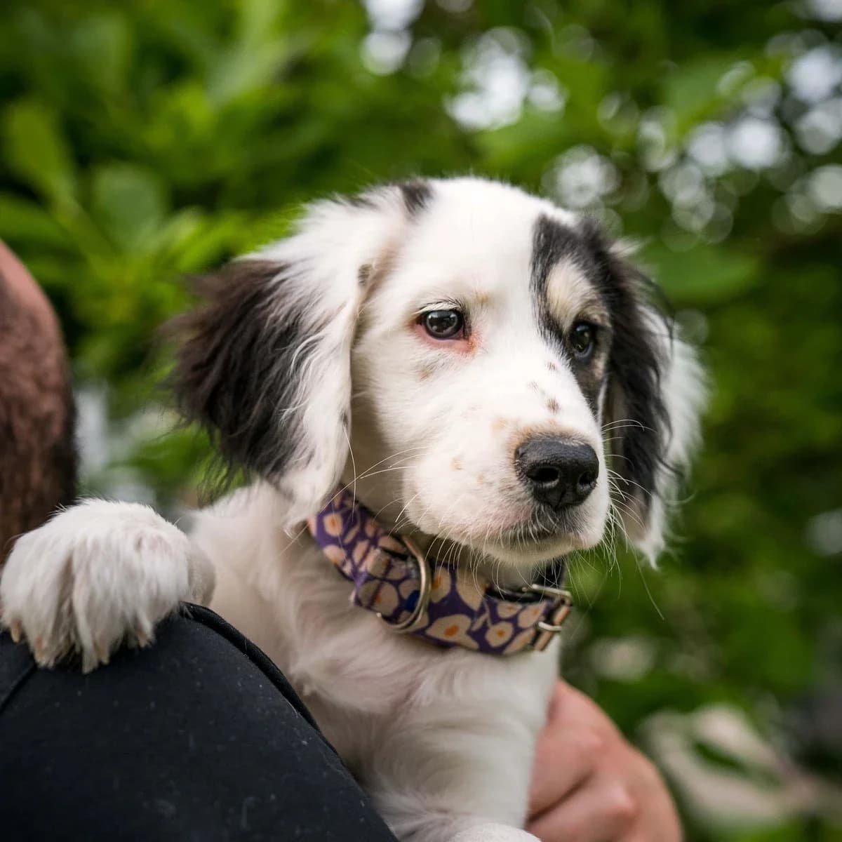 Pergola, female puppy Mixed Breed for adoption at GRUPA RATUJ Wrocław