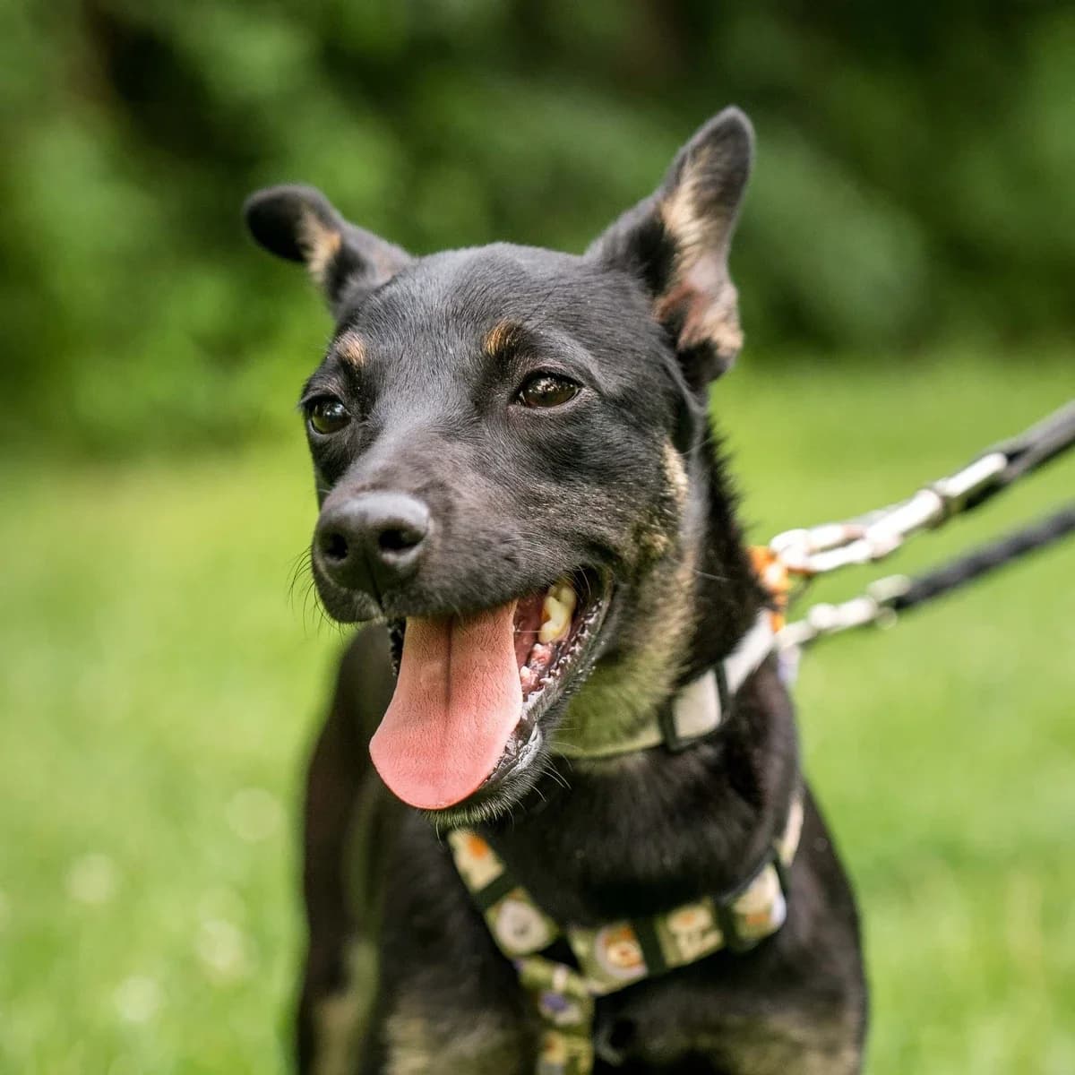 Tahiti, female puppy Mixed Breed for adoption at GRUPA RATUJ Wrocław