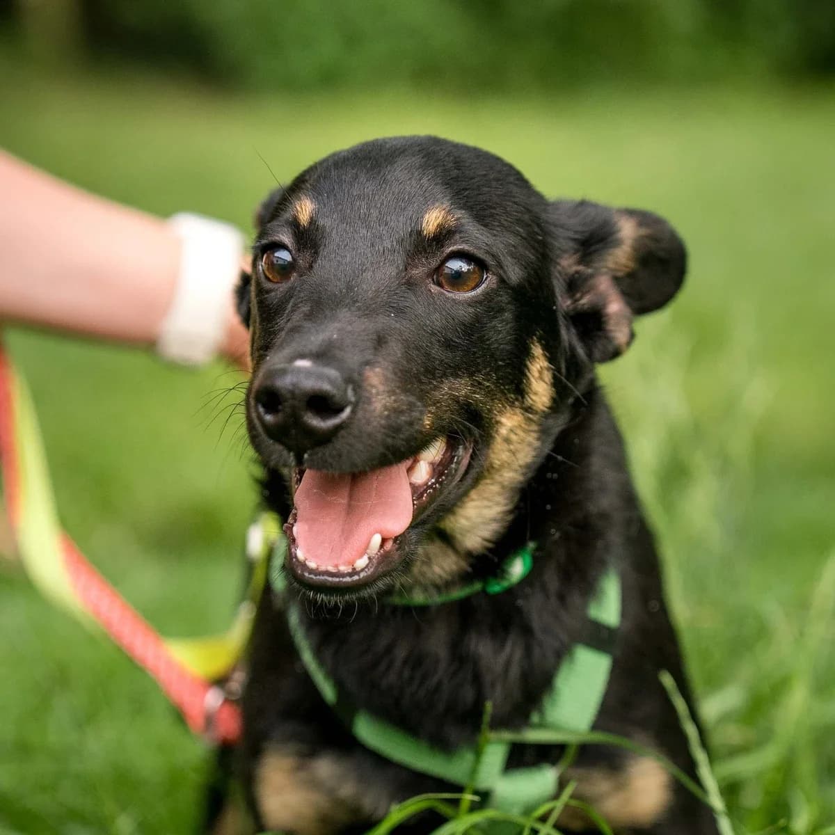 Borneo, male puppy Mixed Breed for adoption at GRUPA RATUJ Wrocław