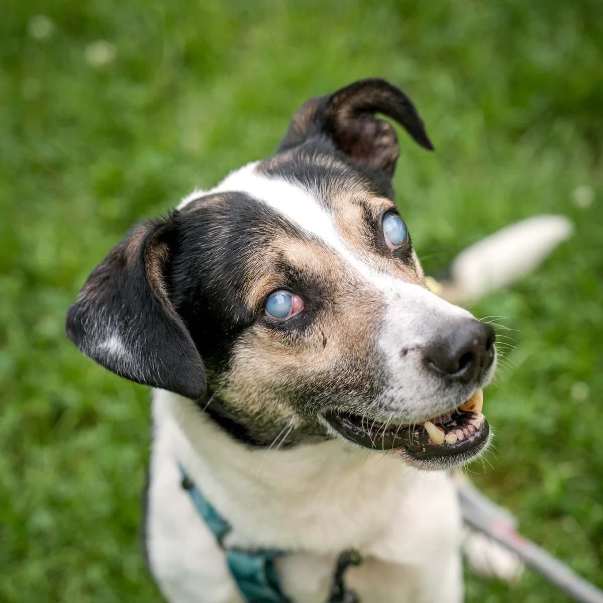 Bocelli, male 5yo Mixed Breed for adoption at GRUPA RATUJ Wrocław