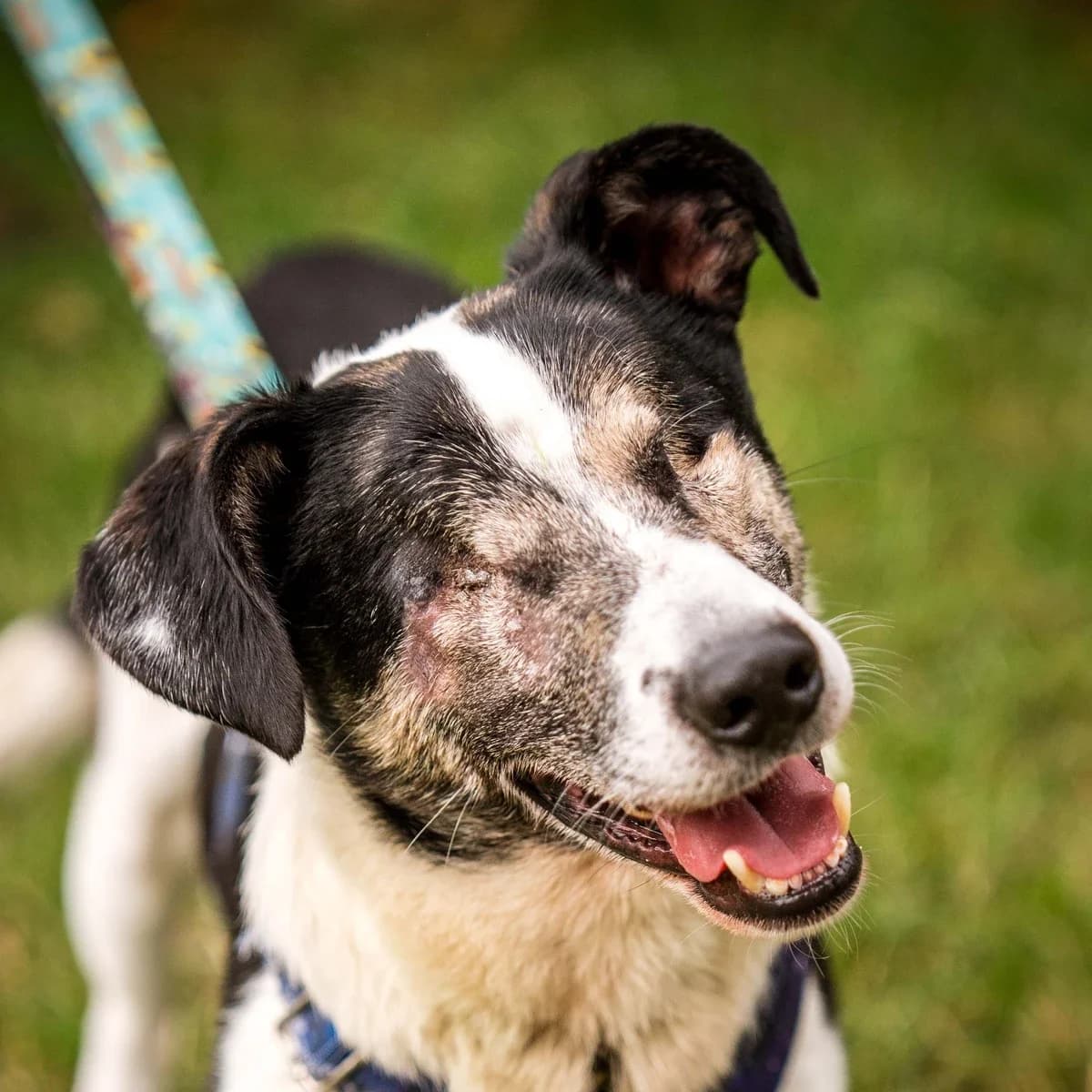 Bocelli, male 5yo Mixed Breed for adoption at GRUPA RATUJ Wrocław