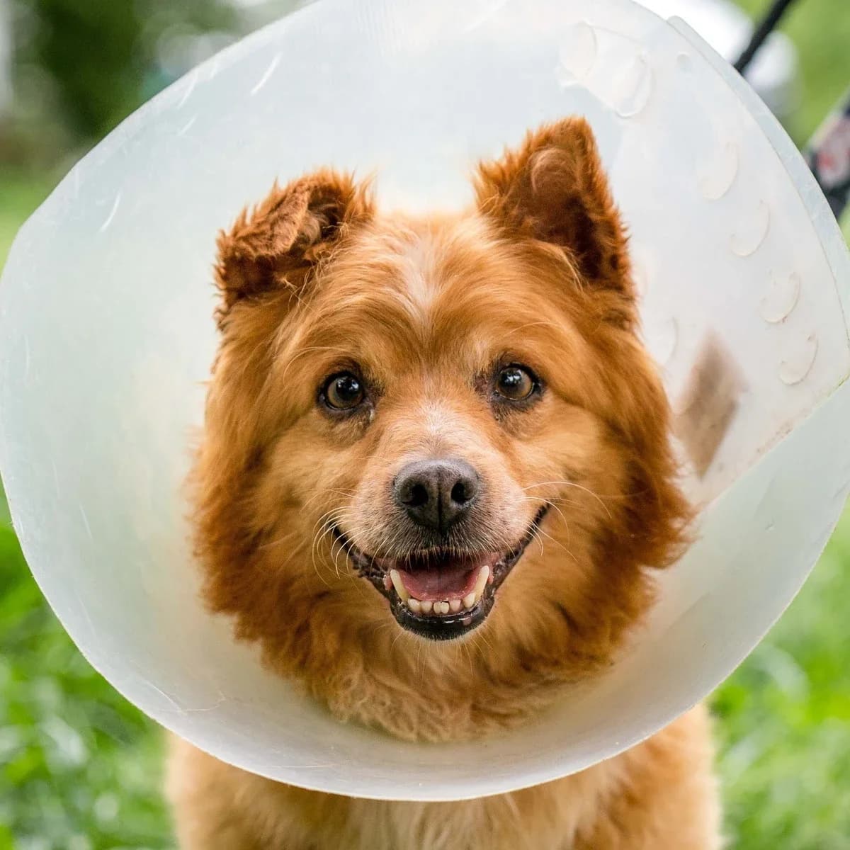 Neron, male 7yo Mixed Breed for adoption at GRUPA RATUJ Wrocław