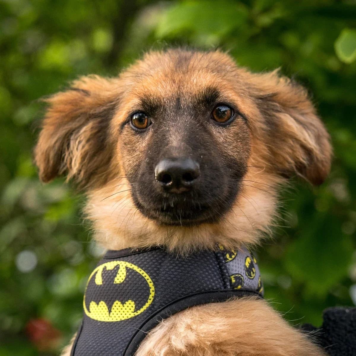 Renoma, female puppy Mixed Breed for adoption at GRUPA RATUJ Wrocław