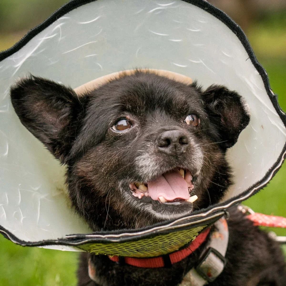 Pyrtek, male 6yo Mixed Breed for adoption at GRUPA RATUJ Wrocław