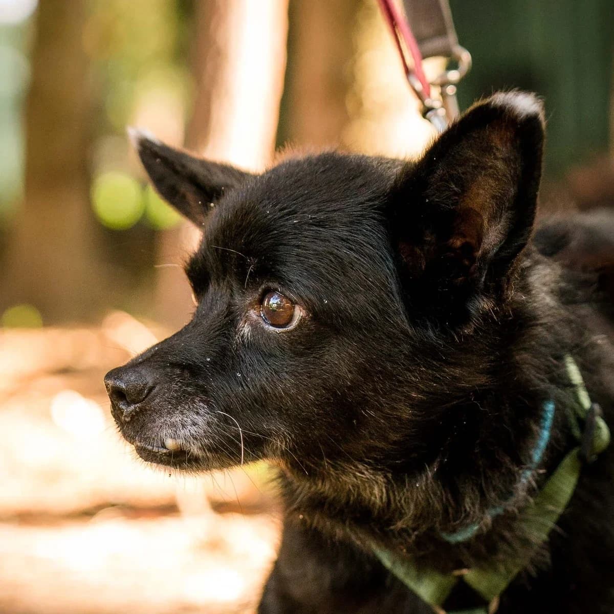 Pyrtek, male 6yo Mixed Breed for adoption at GRUPA RATUJ Wrocław