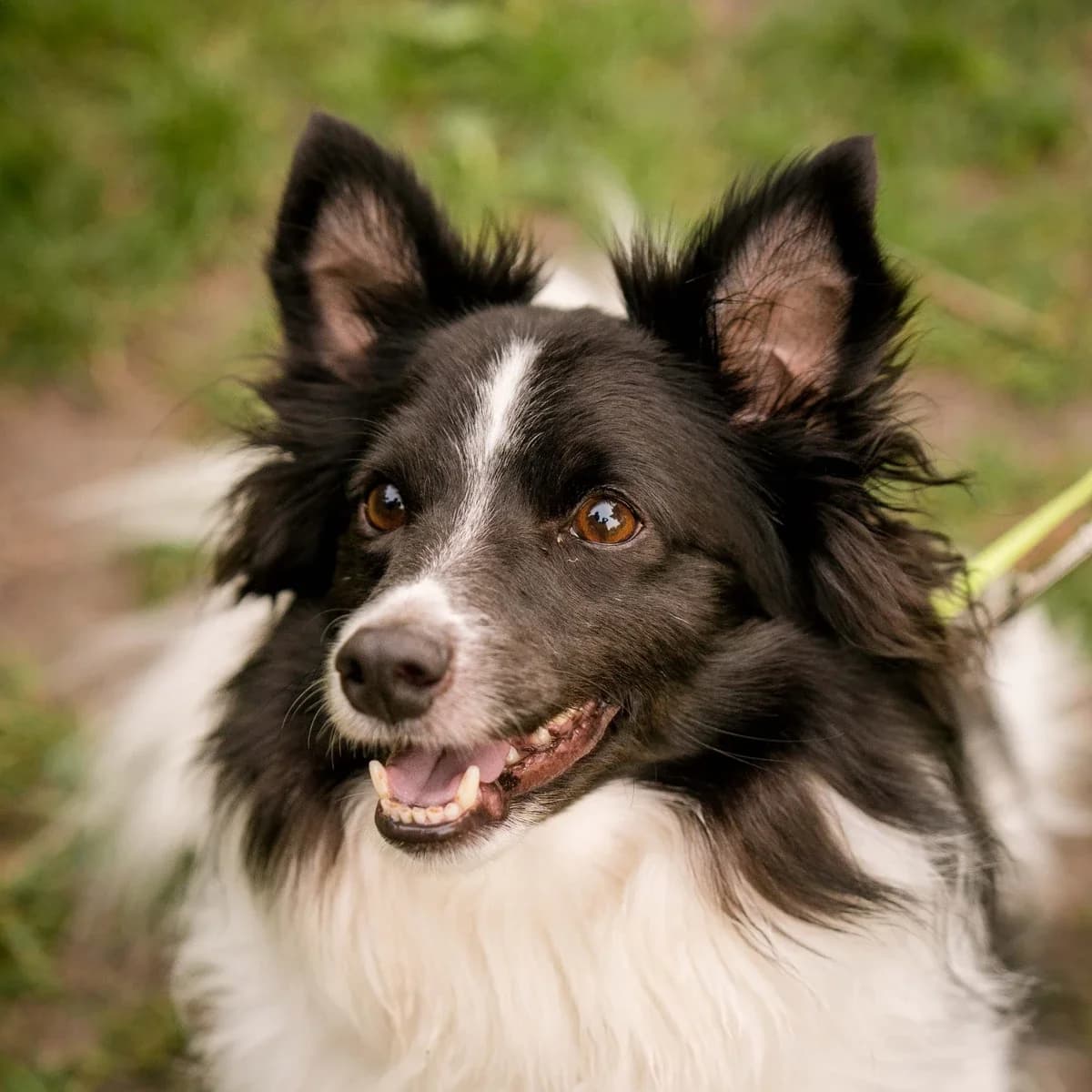 Supeł, male Mixed Breed for adoption at GRUPA RATUJ Wrocław