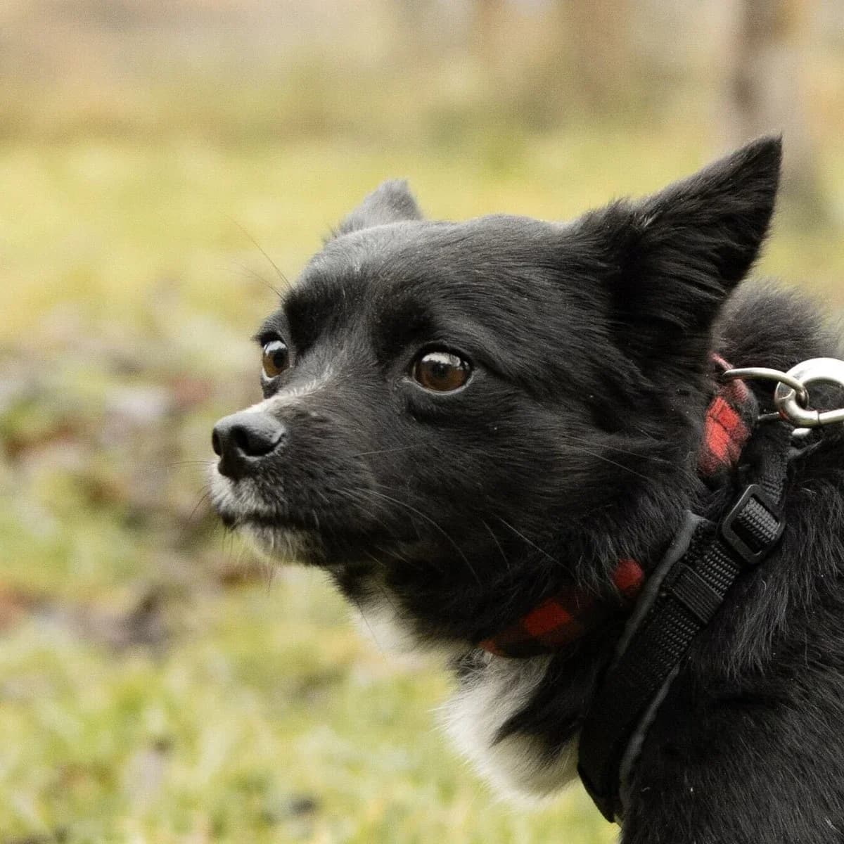 Heweliusz, male young Mixed Breed for adoption at GRUPA RATUJ Wrocław
