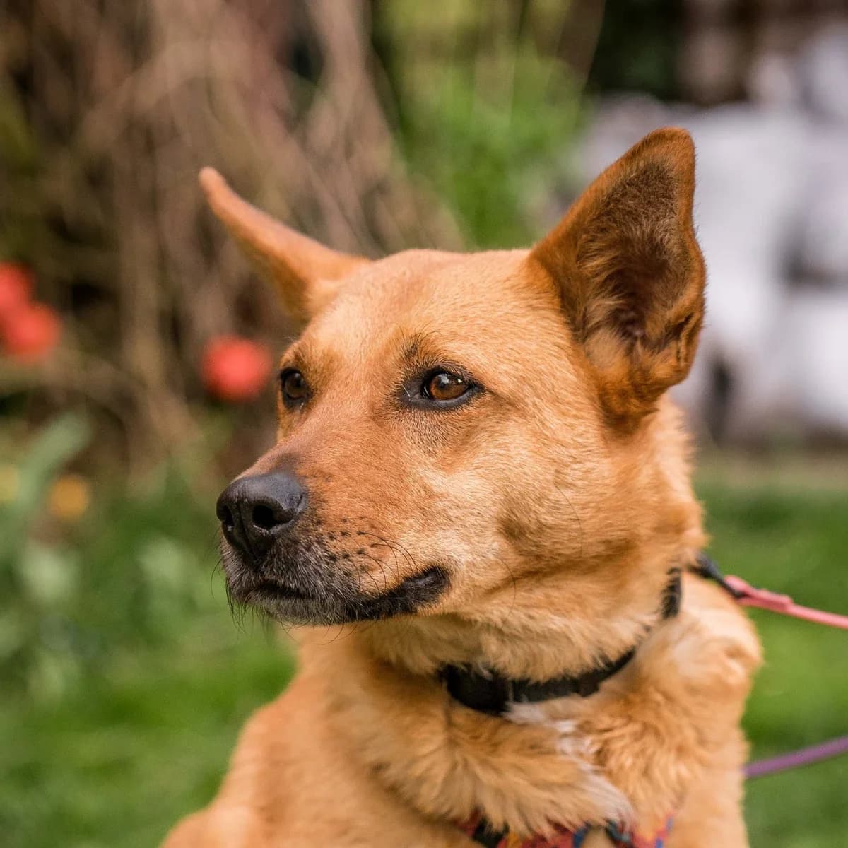 Kora, female 5yo Mixed Breed for adoption at GRUPA RATUJ Wrocław
