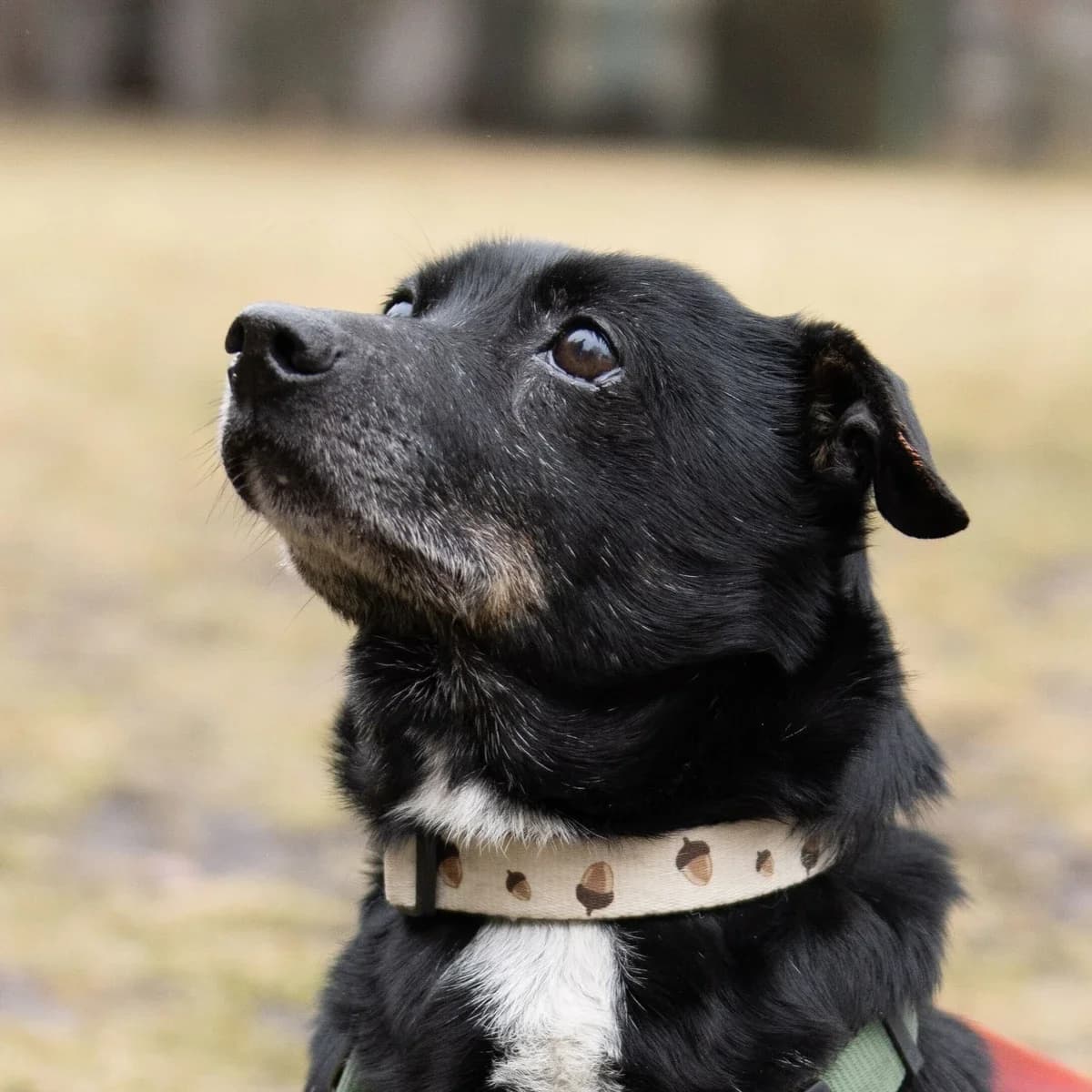 Bonus, male senior Mixed Breed for adoption at GRUPA RATUJ Wrocław