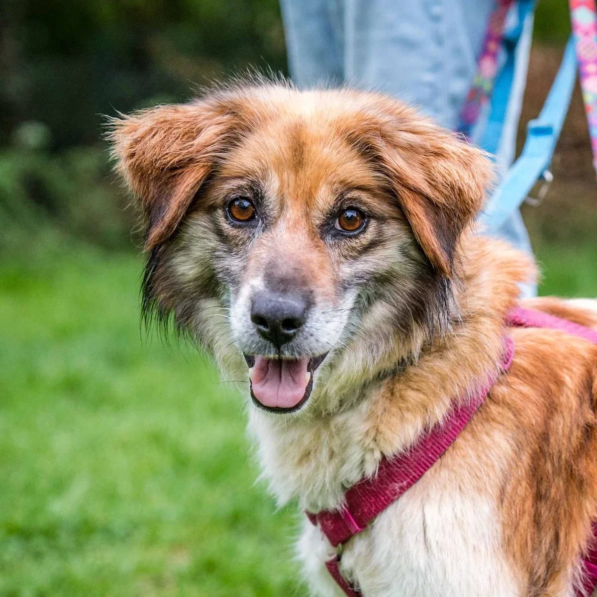 Emily, female 5yo Mixed Breed for adoption at GRUPA RATUJ Wrocław