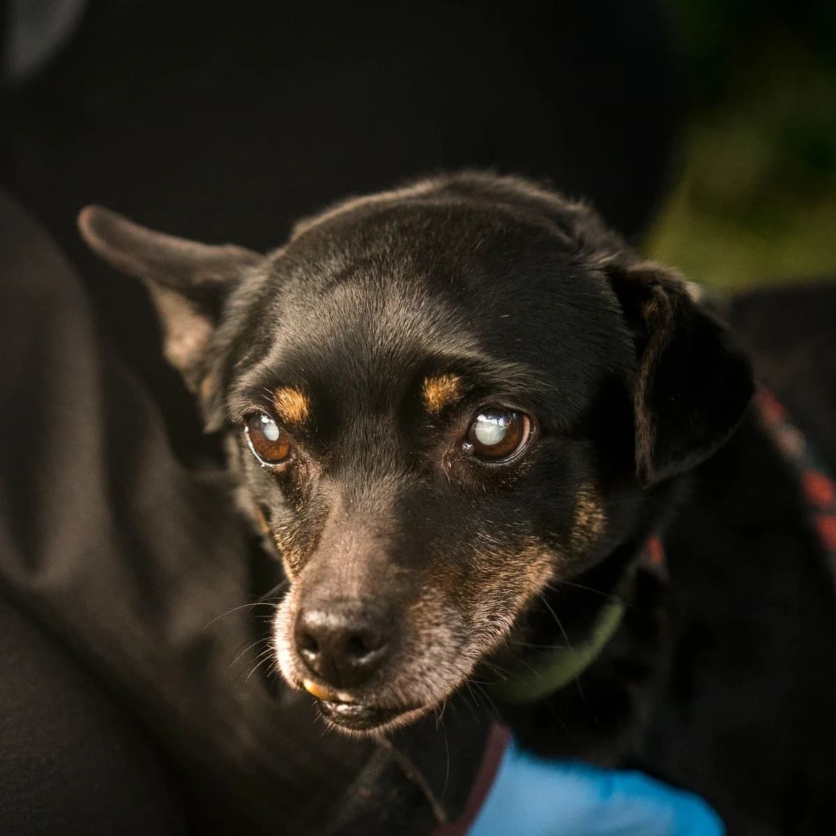 Józef, male senior Mixed Breed for adoption at GRUPA RATUJ Wrocław