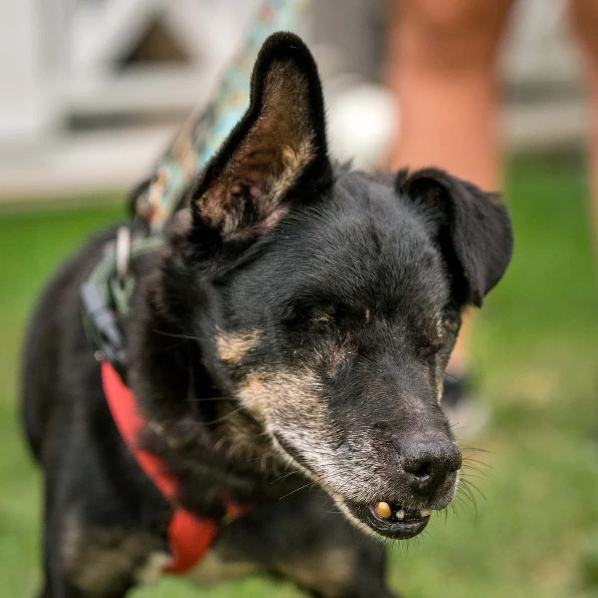 Józef, male senior Mixed Breed for adoption at GRUPA RATUJ Wrocław