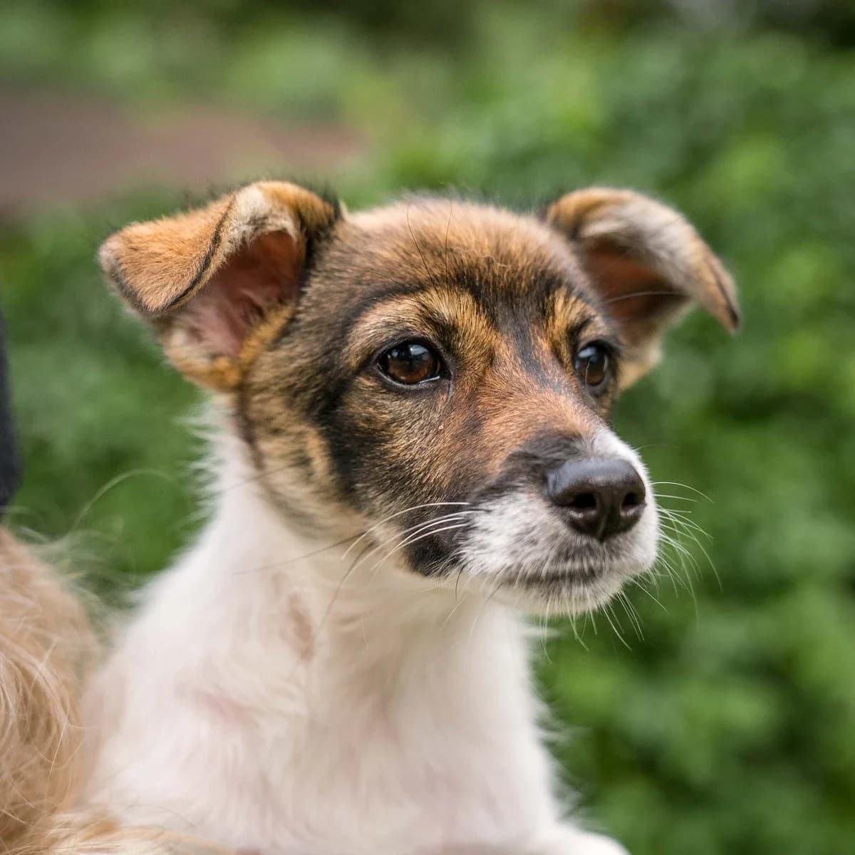 Polanka i Miedza, female Mixed Breed for adoption at GRUPA RATUJ Wrocław