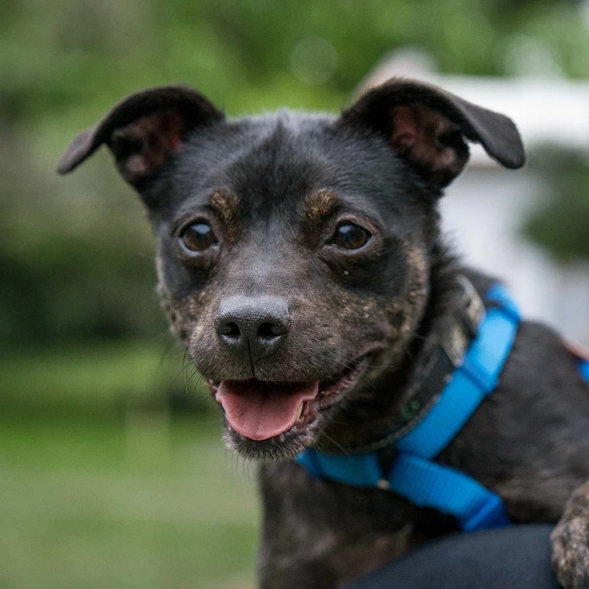 Sherry, female Mixed Breed for adoption at GRUPA RATUJ Wrocław