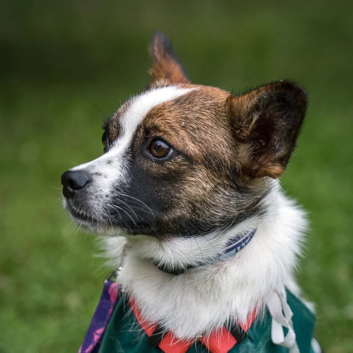Farma, female Mixed Breed for adoption at GRUPA RATUJ Wrocław