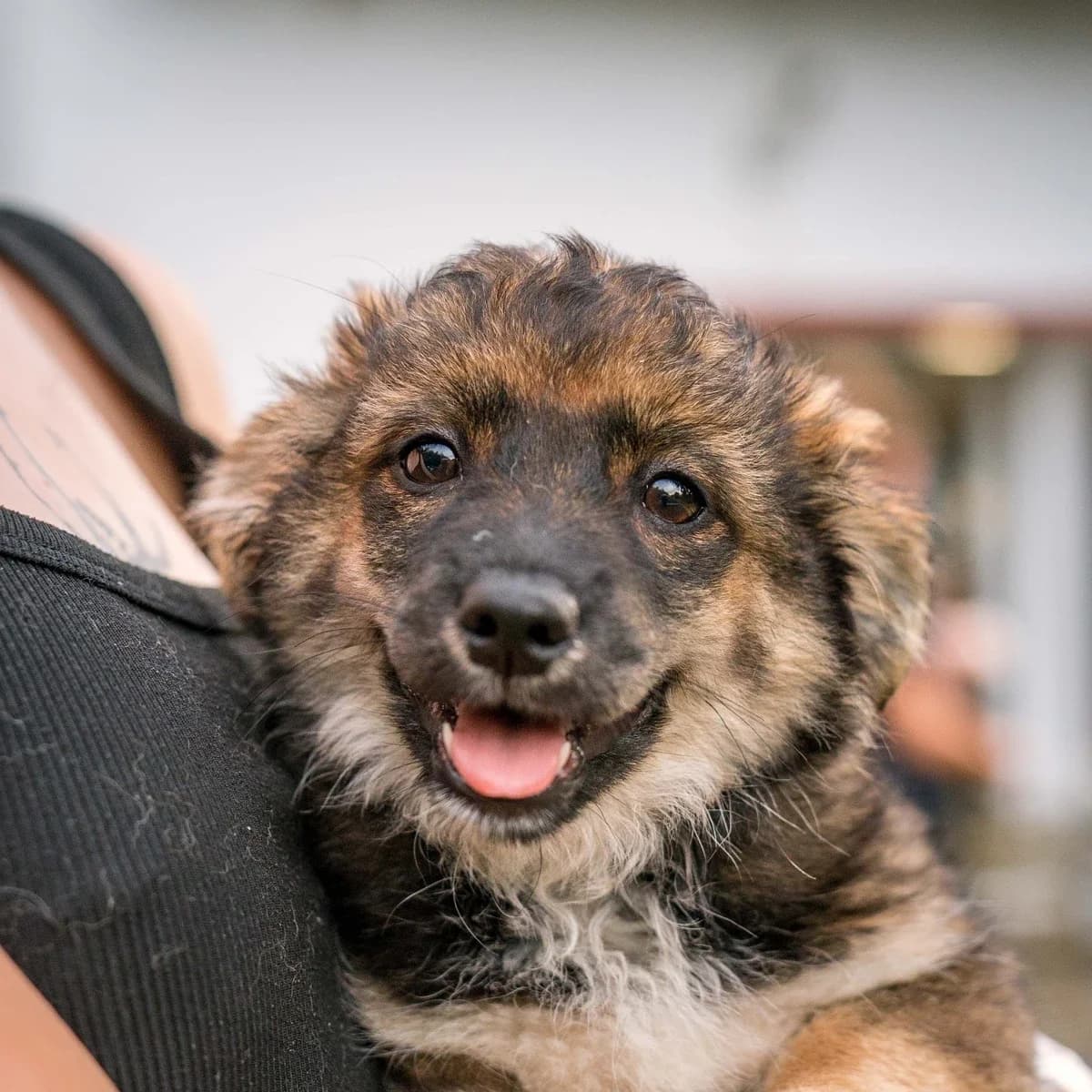 Trasy, female puppy Mixed Breed for adoption at GRUPA RATUJ Wrocław