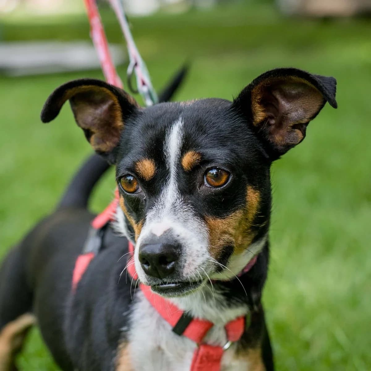 Furora, female 3yo Mixed Breed for adoption at GRUPA RATUJ Wrocław