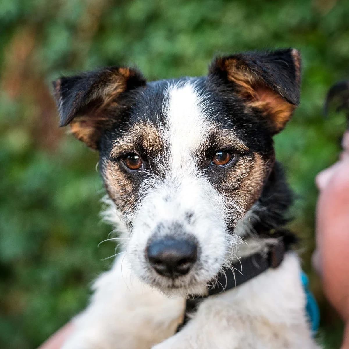 Talia, female puppy Mixed Breed for adoption at GRUPA RATUJ Wrocław