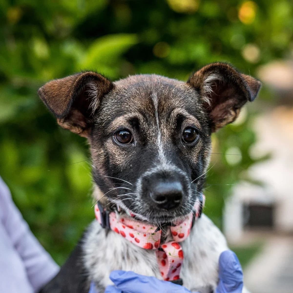 Polinka, female puppy Mixed Breed for adoption at GRUPA RATUJ Wrocław
