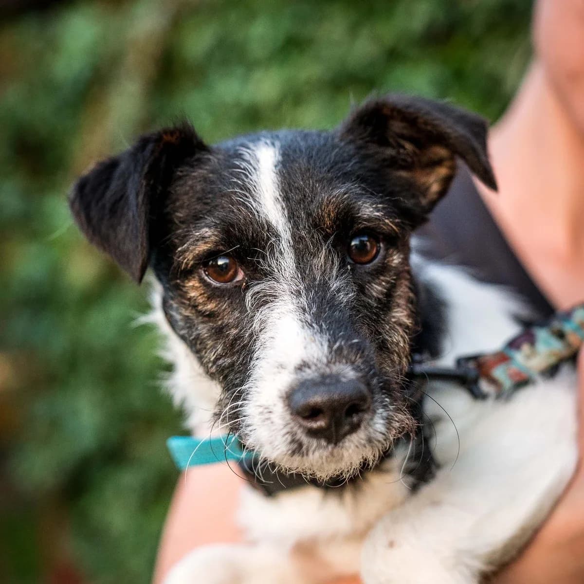 Malia, female puppy Mixed Breed for adoption at GRUPA RATUJ Wrocław