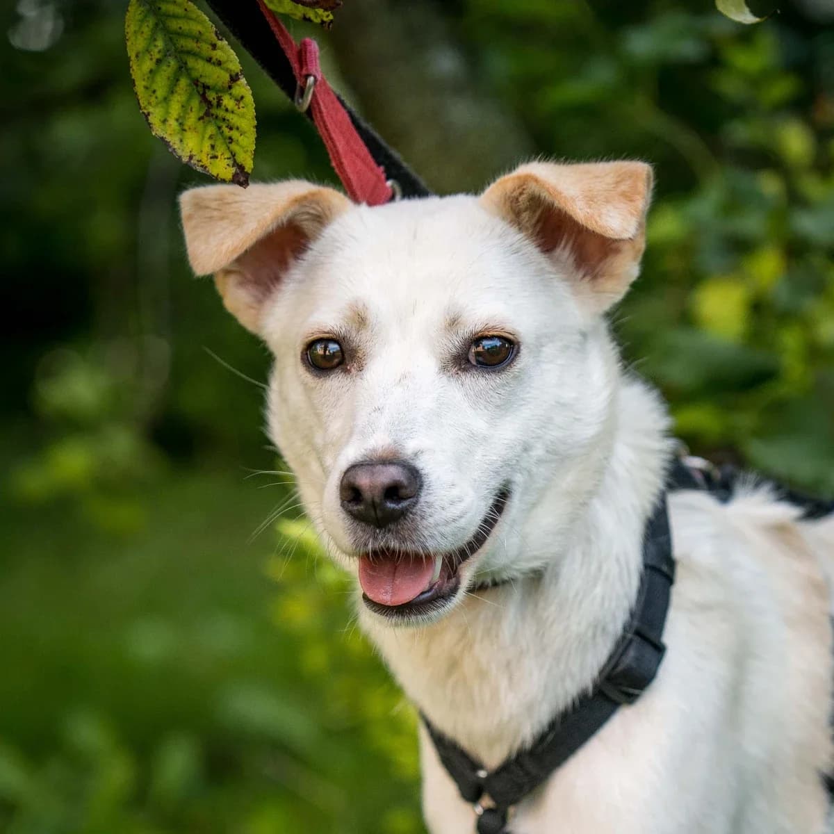Słowacja, female Mixed Breed for adoption at GRUPA RATUJ Wrocław