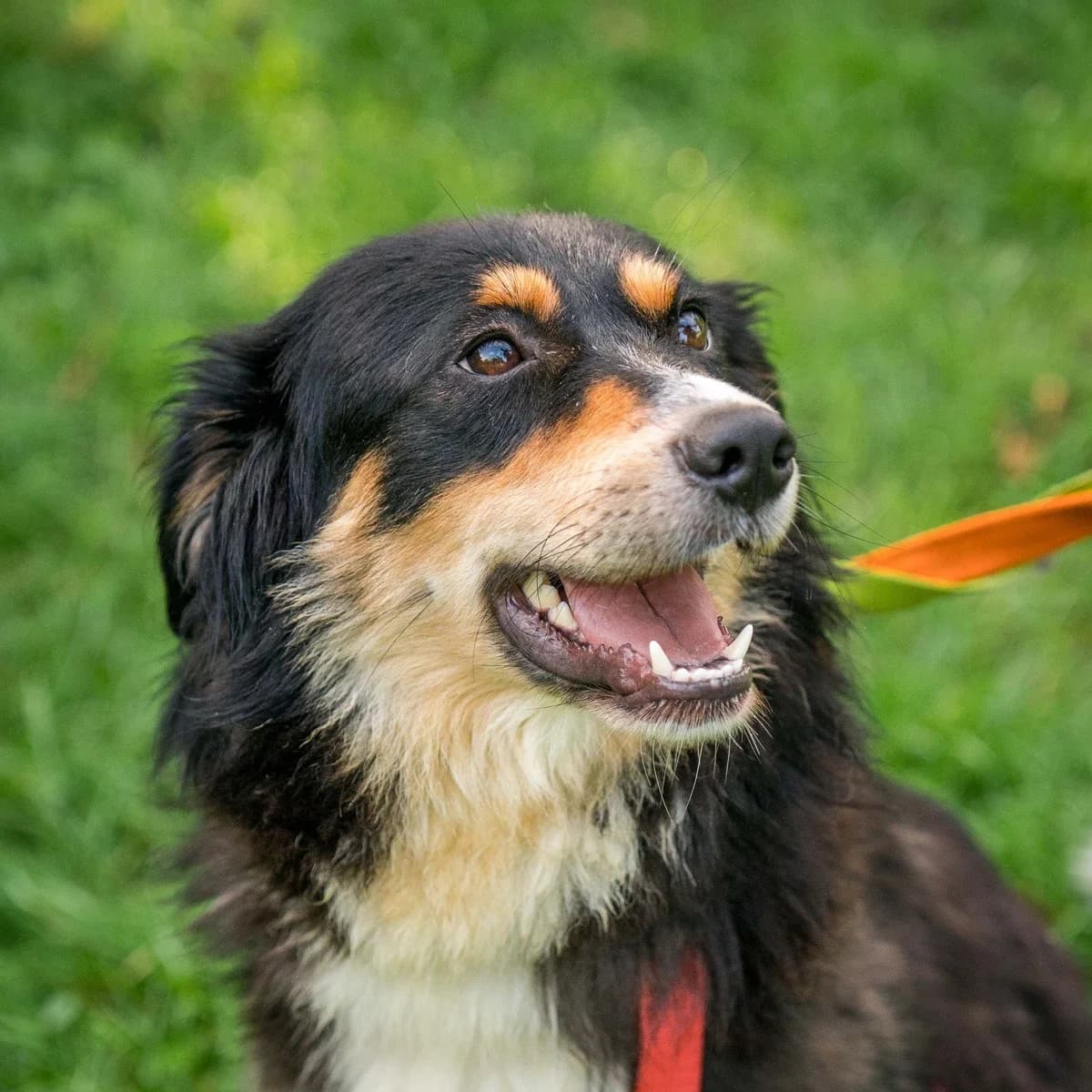 Krasnalka, female Mixed Breed for adoption at GRUPA RATUJ Wrocław