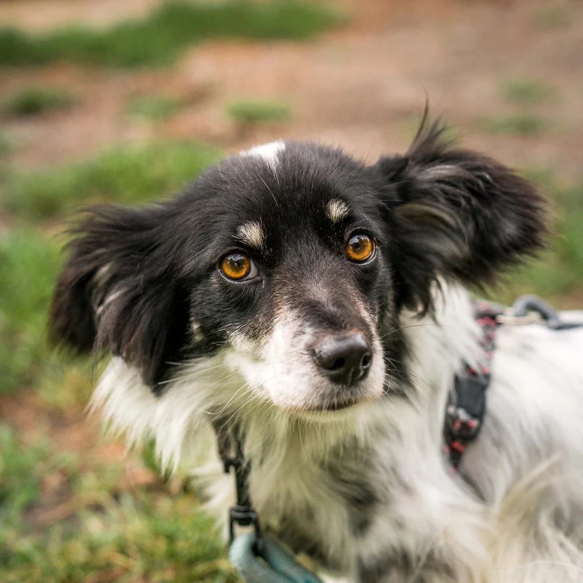 Łąka, female Mixed Breed for adoption at GRUPA RATUJ Wrocław