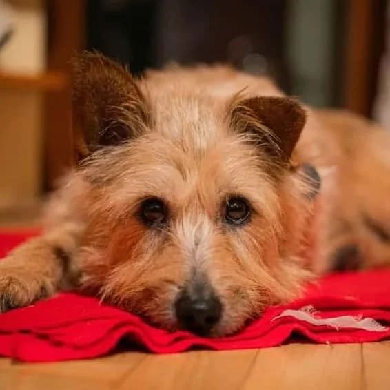 Kubik, male Mixed Breed for adoption at GRUPA RATUJ Wrocław