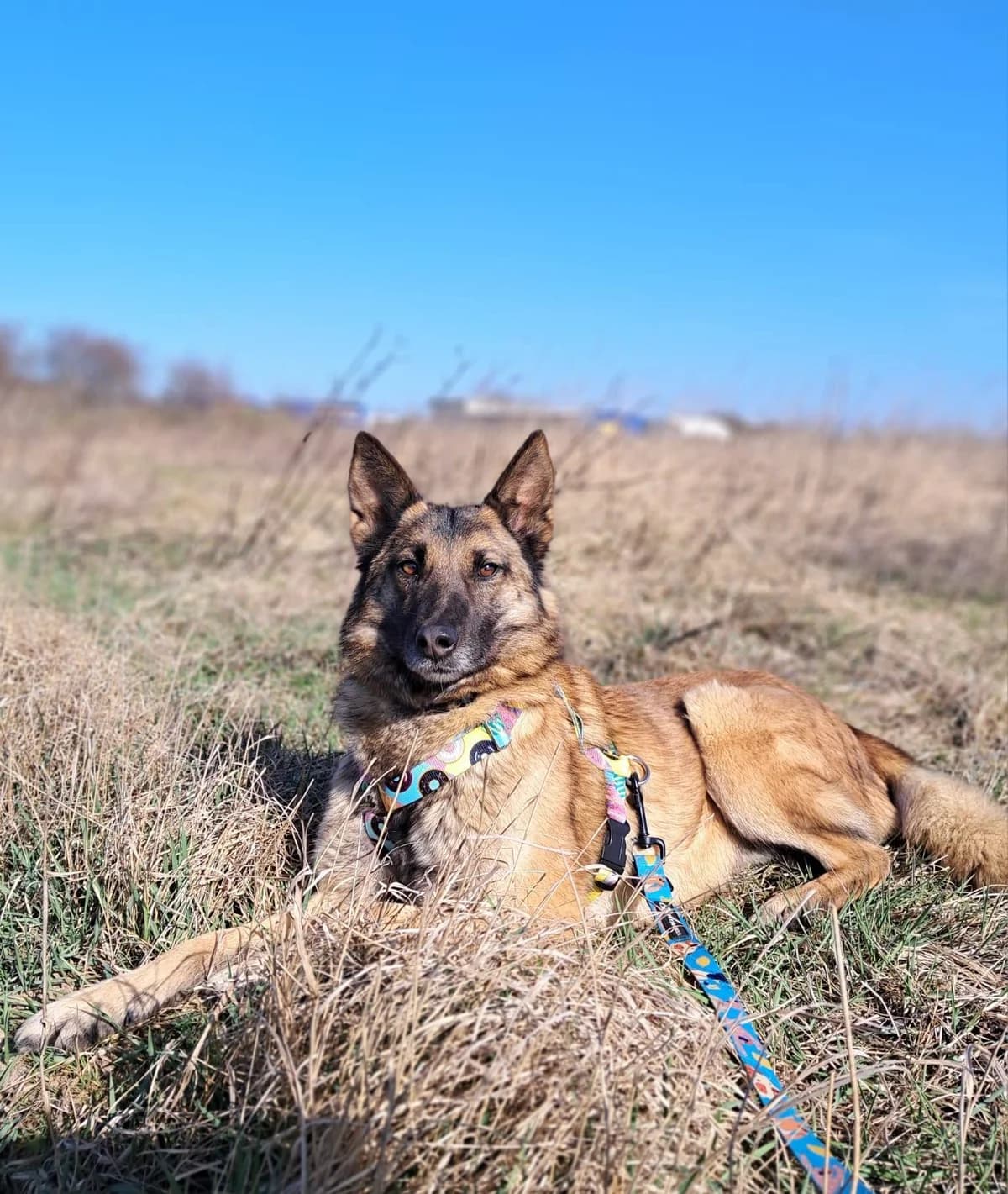 pies, male Mixed Breed for adoption at Fundacja Kejtersi, Poznań