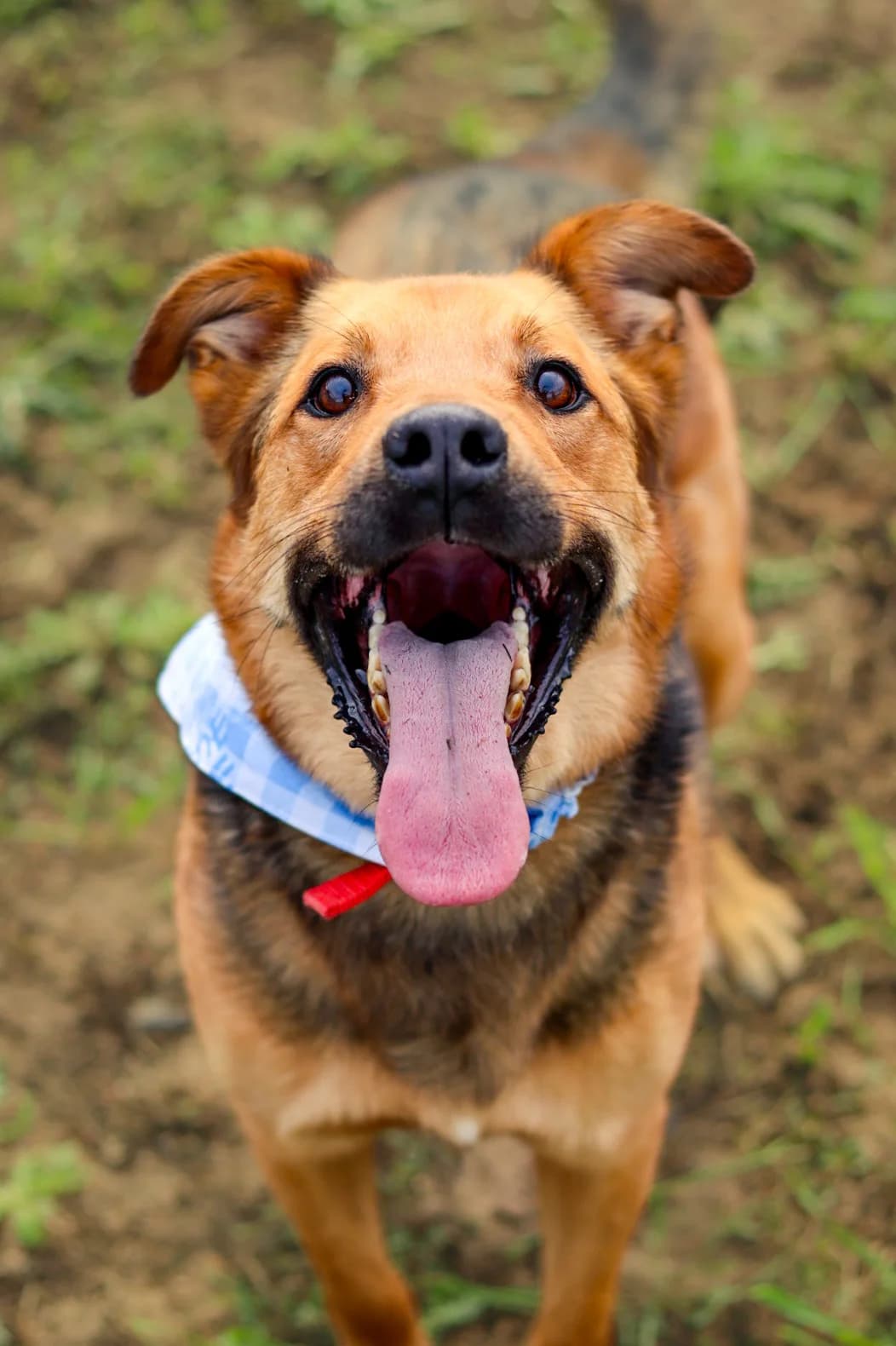 pies, male 5yo Mixed Breed for adoption at Fundacja Kejtersi, Poznań
