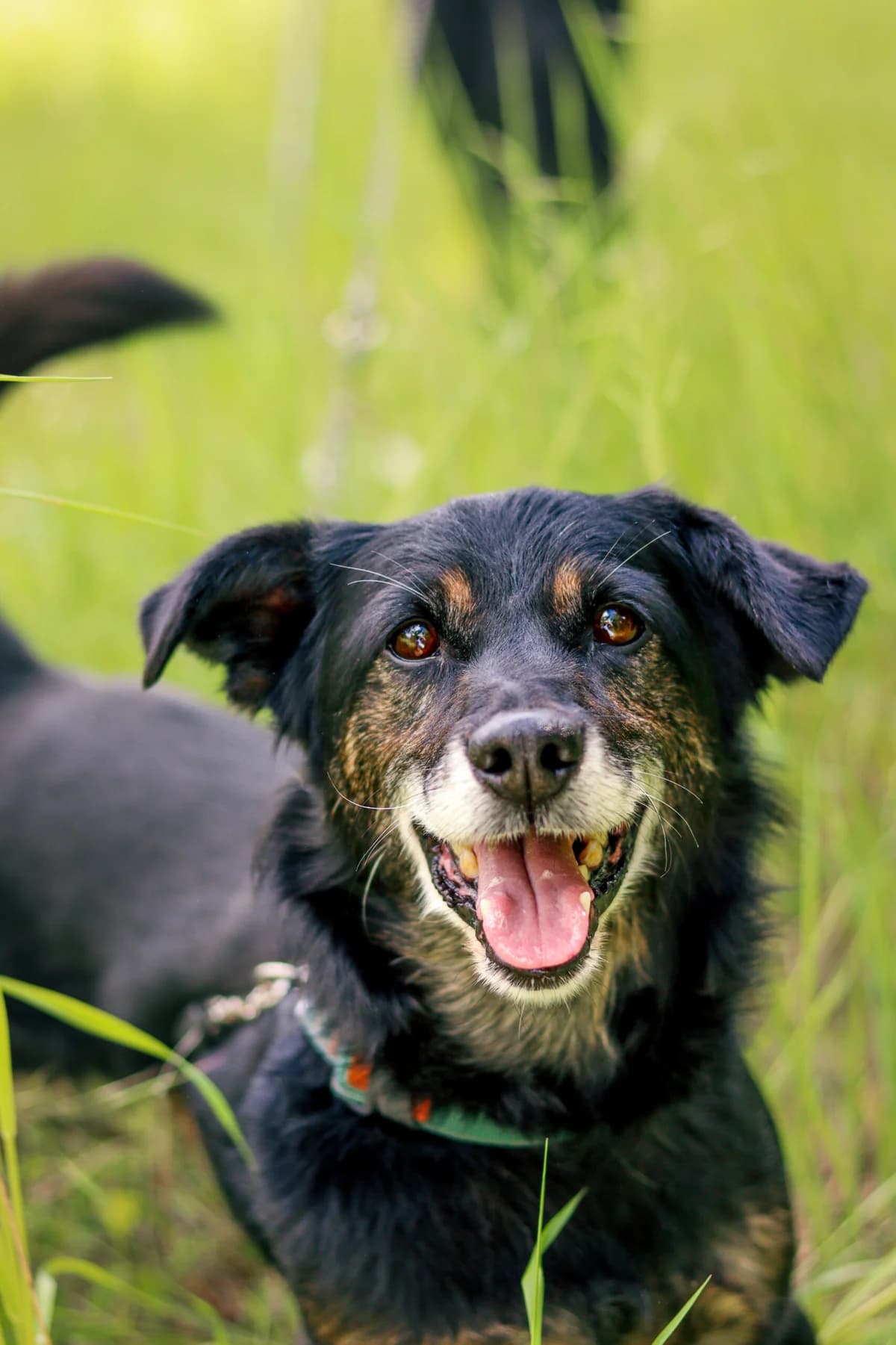 Pies, male Mixed Breed for adoption at Fundacja Kejtersi, Poznań