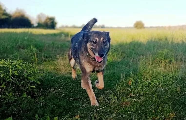 Kora, female senior Mixed Breed for adoption at TOZ Kiczarowo — Schronisko dla Bezdomnych Zwierząt