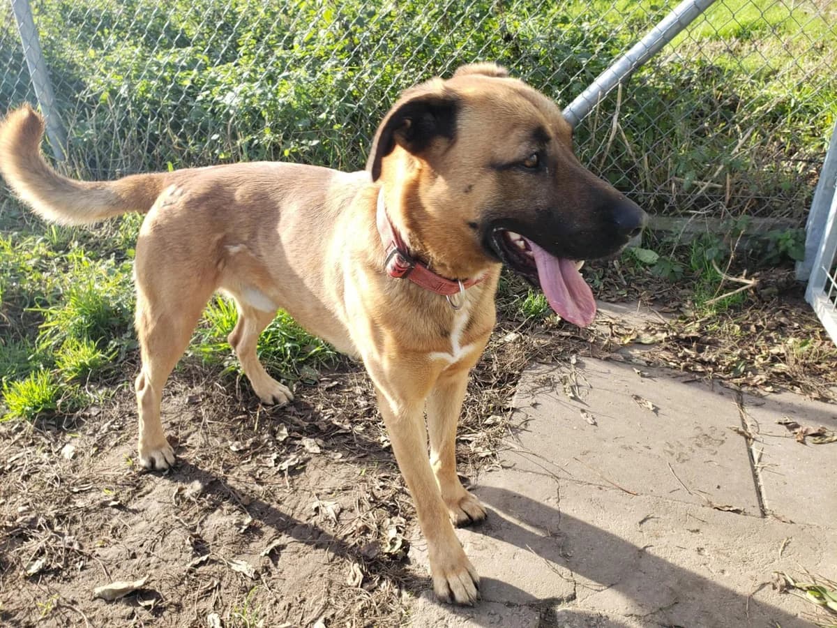 Mustafa, male 6yo Mixed Breed for adoption at TOZ Kiczarowo — Schronisko dla Bezdomnych Zwierząt