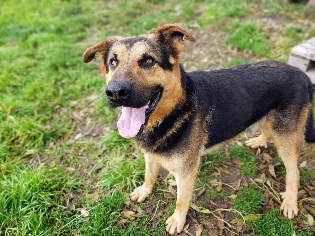 Dollar, male senior Mixed Breed for adoption at TOZ Kiczarowo — Schronisko dla Bezdomnych Zwierząt