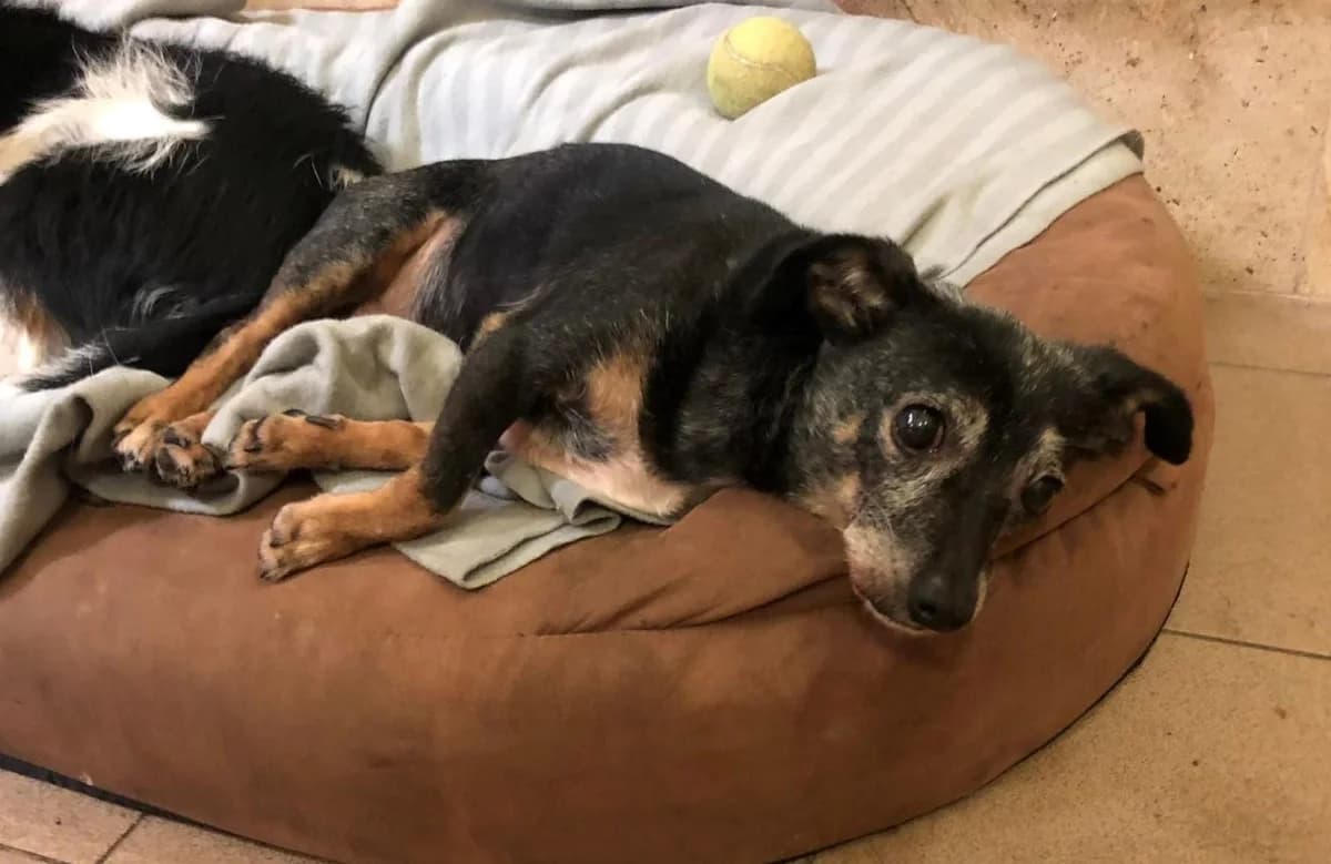Daktyl, male senior Mixed Breed for adoption at TOZ Kiczarowo — Schronisko dla Bezdomnych Zwierząt