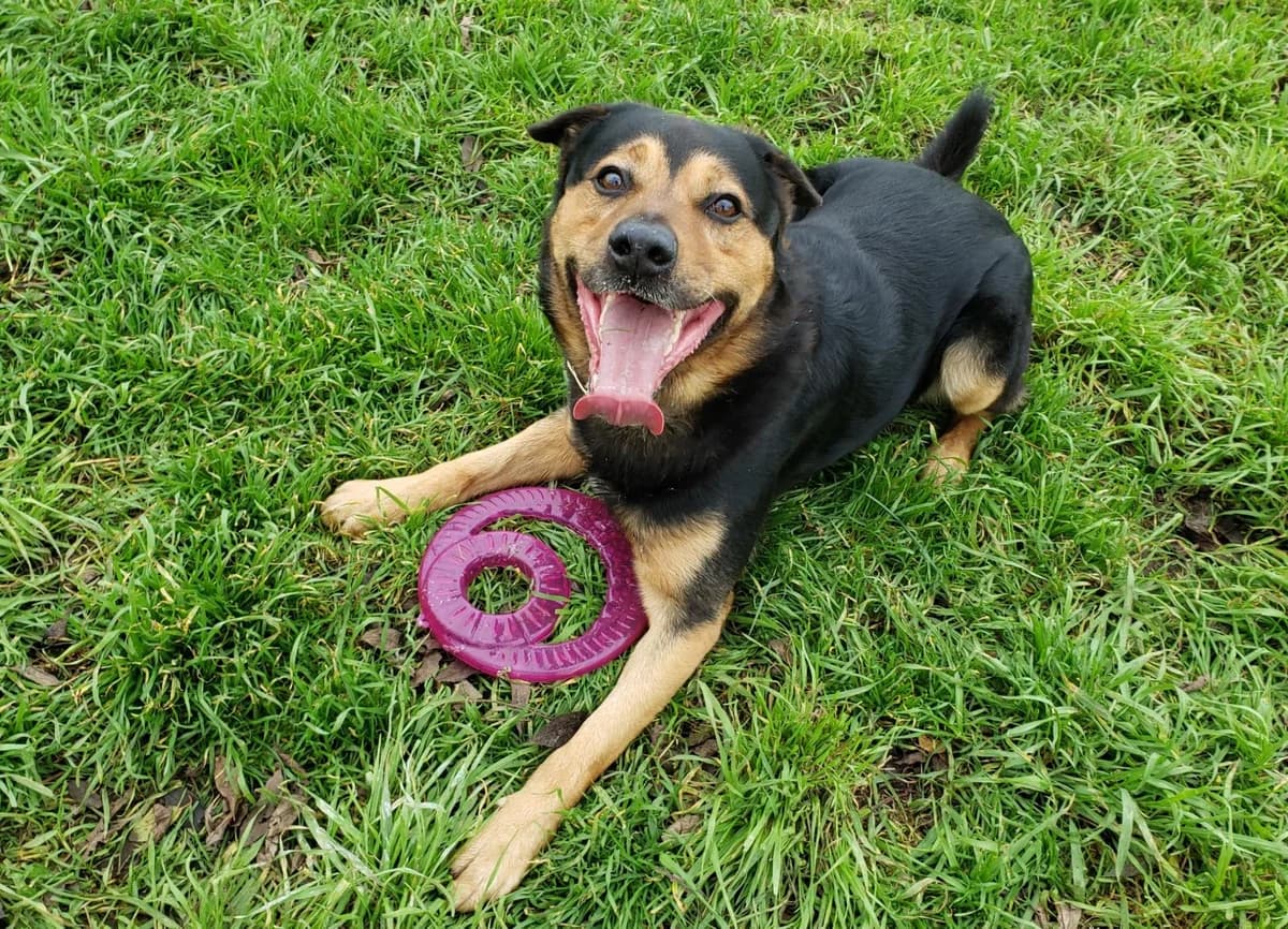 Ramzes, male 7yo Mixed Breed for adoption at TOZ Kiczarowo — Schronisko dla Bezdomnych Zwierząt