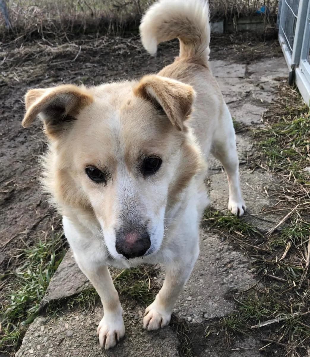 Biszkopt, male senior Mixed Breed for adoption at TOZ Kiczarowo — Schronisko dla Bezdomnych Zwierząt