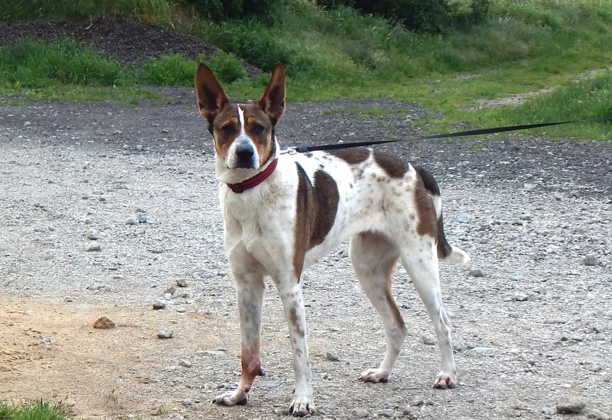 Furia, female senior Mixed Breed for adoption at TOZ Kiczarowo — Schronisko dla Bezdomnych Zwierząt
