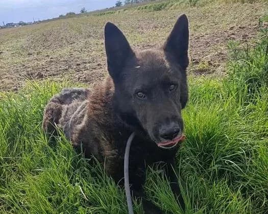 Duch, male senior Mixed Breed for adoption at TOZ Kiczarowo — Schronisko dla Bezdomnych Zwierząt